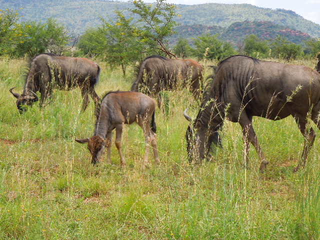 Pilanesberg - Blou Wildebeeste