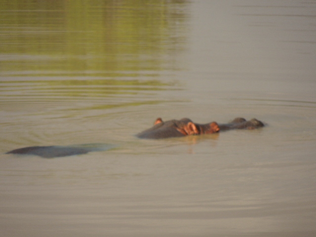 Pilanesberg - Hippopotamus