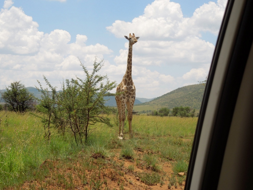 Pilanesberg - Giraffe