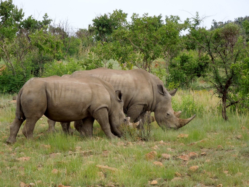 Pilanesberg - White Rhinocerus 5