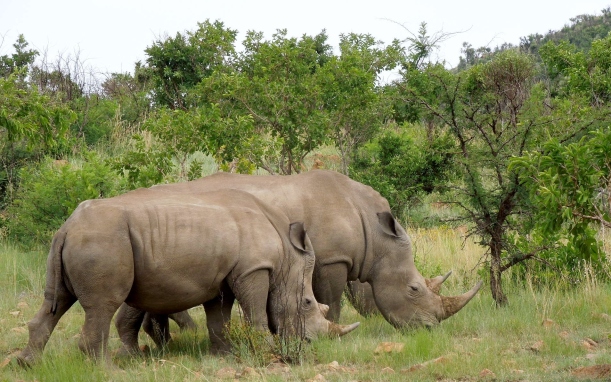 Pilanesberg - White Rhinocerus 6