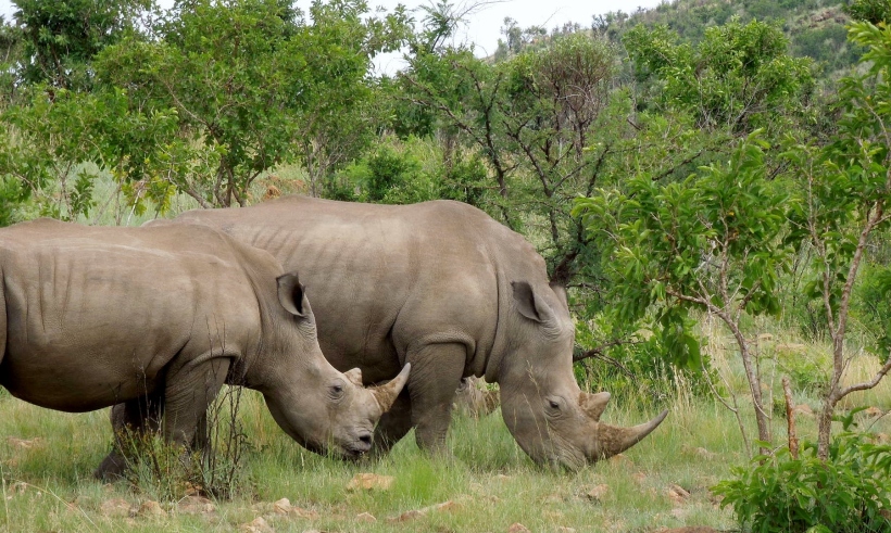 Pilanesberg - White Rhinocerus 4