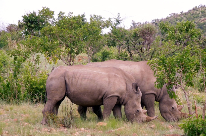 Pilanesberg - White Rhinocerus 3