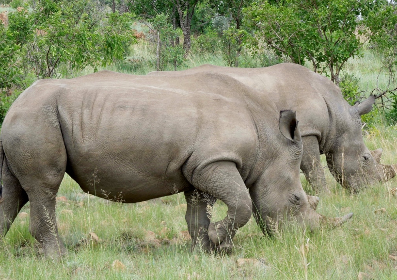 Pilanesberg - White Rhinocerus 2