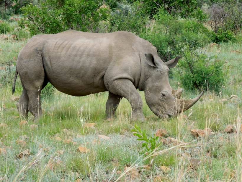 Pilanesberg - White Rhinocerus 1